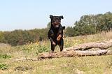 ROTTWEILER 139